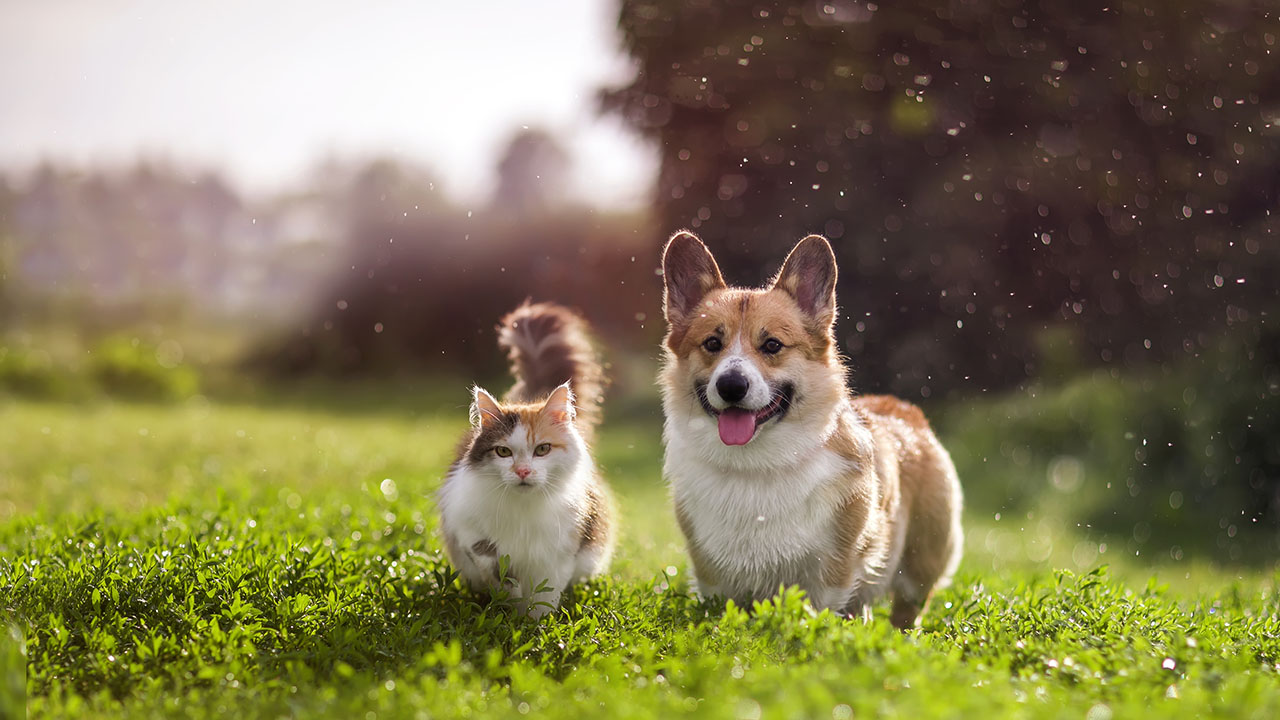 pet-pic
